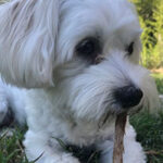 Dog chews on stick with Lago Vista pet sitting