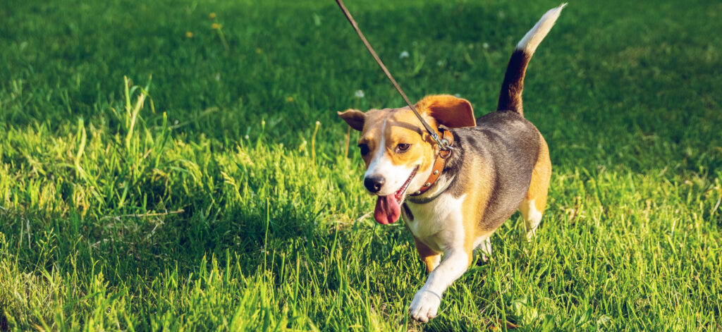 Dog on Leash going to the pet taxi