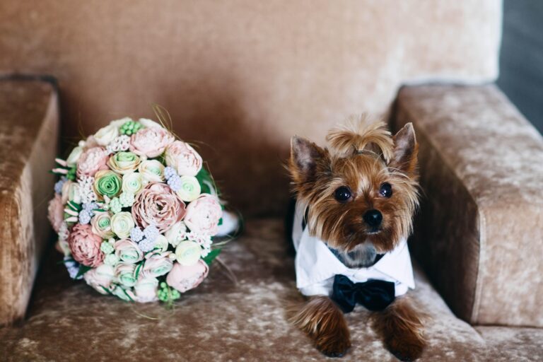 Dog on wedding day with pet sitter